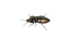 Shiny click beetle Royalty Free Stock Photo