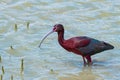 Shiny colorful burgundy and blue bird with curved bill, Ibis Royalty Free Stock Photo