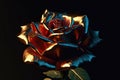 Shiny colorful rose on black background Royalty Free Stock Photo