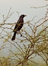 Shiny Cowbird Royalty Free Stock Photo