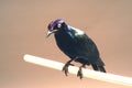 The Shiny Cowbird also Know as Chupim or Mirlo. All the beauty and the presence of the most typical black bird in Brazil