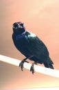 The Shiny Cowbird also Know as Chupim or Mirlo. All the beauty and the presence of the most typical black bird in Brazil