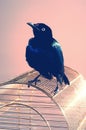 The Shiny Cowbird also Know as Chupim or Mirlo. All the beauty and the presence of the most typical black bird in Brazil