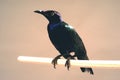 The Shiny Cowbird also Know as Chupim or Mirlo. All the beauty and the presence of the most typical black bird in Brazil