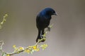 Shiny cowbird in Calden forest environment, La Pampa Province,