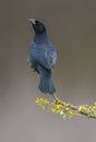 Shiny cowbird in Calden forest environment, La Pampa Province,