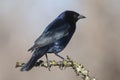 Shiny Cowbird, Molothrus bonariensis, Royalty Free Stock Photo