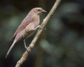 Shiny Cowbird perched on a tree branch Royalty Free Stock Photo