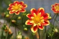 Shiny Dahlia Flowers