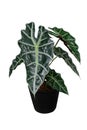 Shiny dark green heart-shaped leaves of African Mask plant Alocasia amazonica indoors potted plant for room decor, tropical