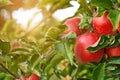Shiny delicious apples hanging from a tree branch in an apple orchard Royalty Free Stock Photo