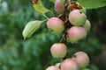 Shiny delicious apples hanging from a tree branch in an apple orchard . Red ripe apple in the dew after rain on tree soft-focus in Royalty Free Stock Photo