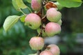 Shiny delicious apples hanging from a tree branch in an apple orchard . Red ripe apple in the dew after rain on tree soft-focus in Royalty Free Stock Photo