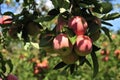 Shiny delicious apples hanging from a tree branch in an apple orchard