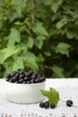 Shiny, delicious and fresh black currant in a white Cup on a Lacy rustic tablecloth on a wooden background Royalty Free Stock Photo