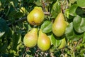 Shiny delicious pears hanging from a tree branch in the orchard