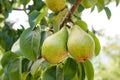 Shiny delicious pears hanging from a tree branch in the orchard