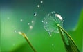 Shiny Dew Water Drop on Dandelion Seed in Nature. Royalty Free Stock Photo