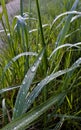 Drop of morning dew on the grass Royalty Free Stock Photo