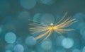 A shiny drop of water on the dandelion fluff. Abstract beautiful blue green background. Macro, soft focus. Beautiful greeting card