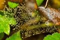 Shiny drops of dew on spider web. Sunny morning. Macro. Soft focus, selected focus