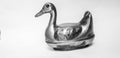 A closeup of Silver duck, black and white background.