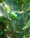 Shiny emerald beetle