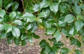 Shiny evergreen leaves of False Camphor tree Cinnamomum glanduliferum or Nepal camphor tree in spring Arboretum Park