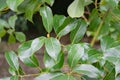 Shiny evergreen leaves of False Camphor tree Cinnamomum glanduliferum or Nepal camphor tree in spring Arboretum
