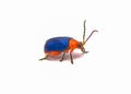 Shiny flea beetle - Asphaera lustrans - bright blue and red color with iridescence isolated on white background side front profile Royalty Free Stock Photo