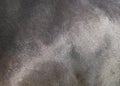 Shiny fur skins black horse close up texture Royalty Free Stock Photo