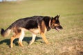 Shiny German Shepherd dog walk