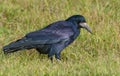 Shiny and glossy Rook walks and search food on the grass field in autumn season