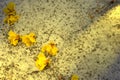 Shiny gold stones and flowers texture,abstract background,golden pattern