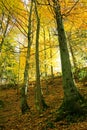 Shiny golden beech forest