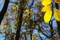 Shiny golden beech leaves