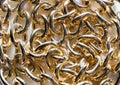 Shiny golden chain close up. View from above. Royalty Free Stock Photo