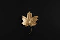 Shiny Golden maple leaf on black background. Flat lay, top view. Minimal autumn composition concept.