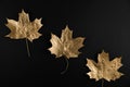Shiny Golden maple leaf on black background. Flat lay, top view. Minimal autumn composition concept.