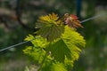 Shiny grape leaves closeup in bright sunlight on blurred background with copy space. Fresh young branches of grapevine at vineyard Royalty Free Stock Photo