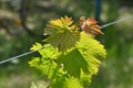 Shiny grape leaves closeup in bright sunlight on blurred background with copy space. Fresh young branches of grapevine at vineyard Royalty Free Stock Photo