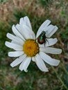 Shiny Green Beatle Bug on White Daisy Flower Close Up Detail