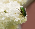 A Shiny Green Beetle on Lilac Flower Branch Closeup, Macro Photo of Flower Chafer on Spring Blossom Royalty Free Stock Photo