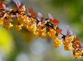 A shiny green beetle searching food on beautiful yellow barberry flowers