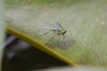 Shiny Green Fly with Rainbow wings