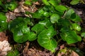 Shiny green foliage from wild ginger plants, Asarum europaeum Royalty Free Stock Photo