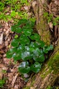 Shiny green foliage from wild ginger plants, Asarum europaeum Royalty Free Stock Photo