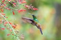 Shiny, green hummingbird flying next to red flowers Royalty Free Stock Photo