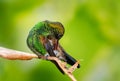 Shiny green hummingbird preening its feathers with a smooth green background