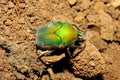 Shiny green June beetle bug insect